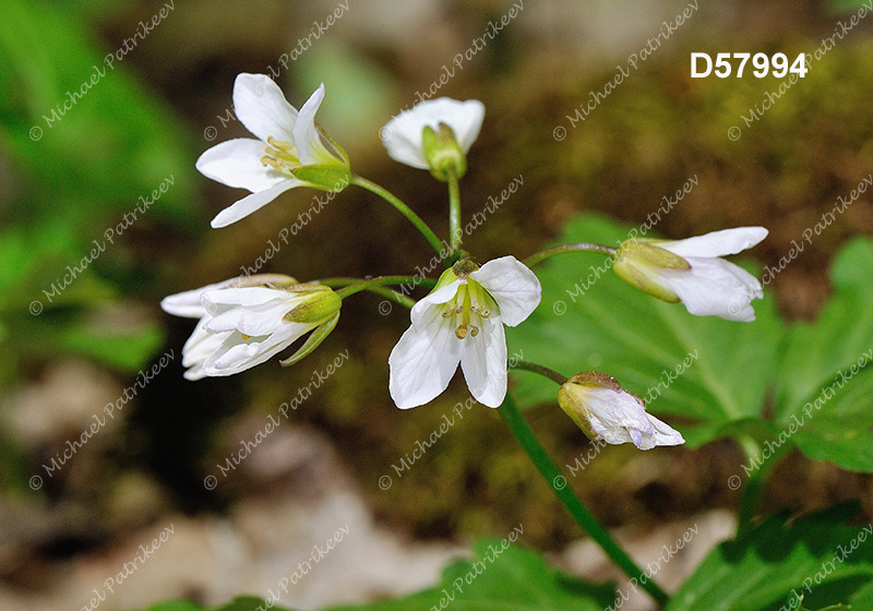 Twoleaf Toothwort (Cardamine diphylla)